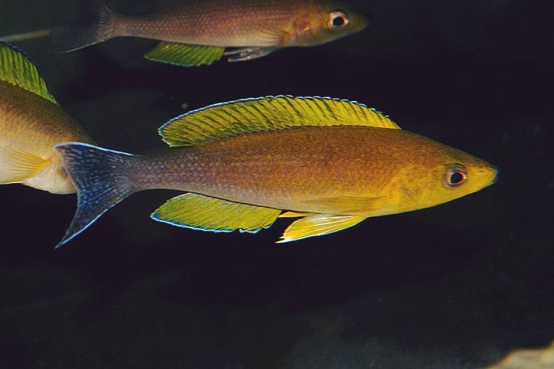 Cyprichromis coloratus